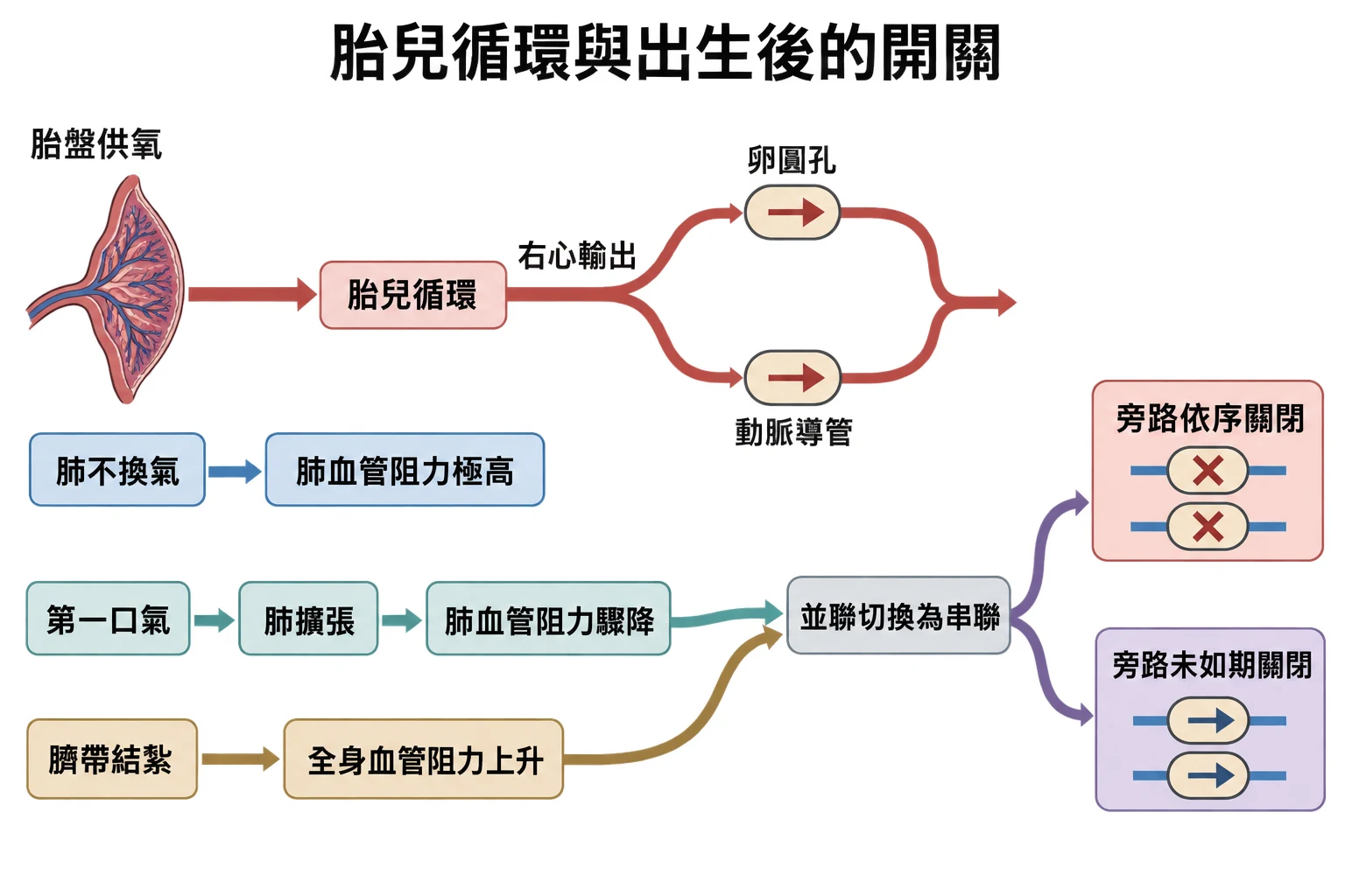 胎兒循環與出生後的開關教學插圖