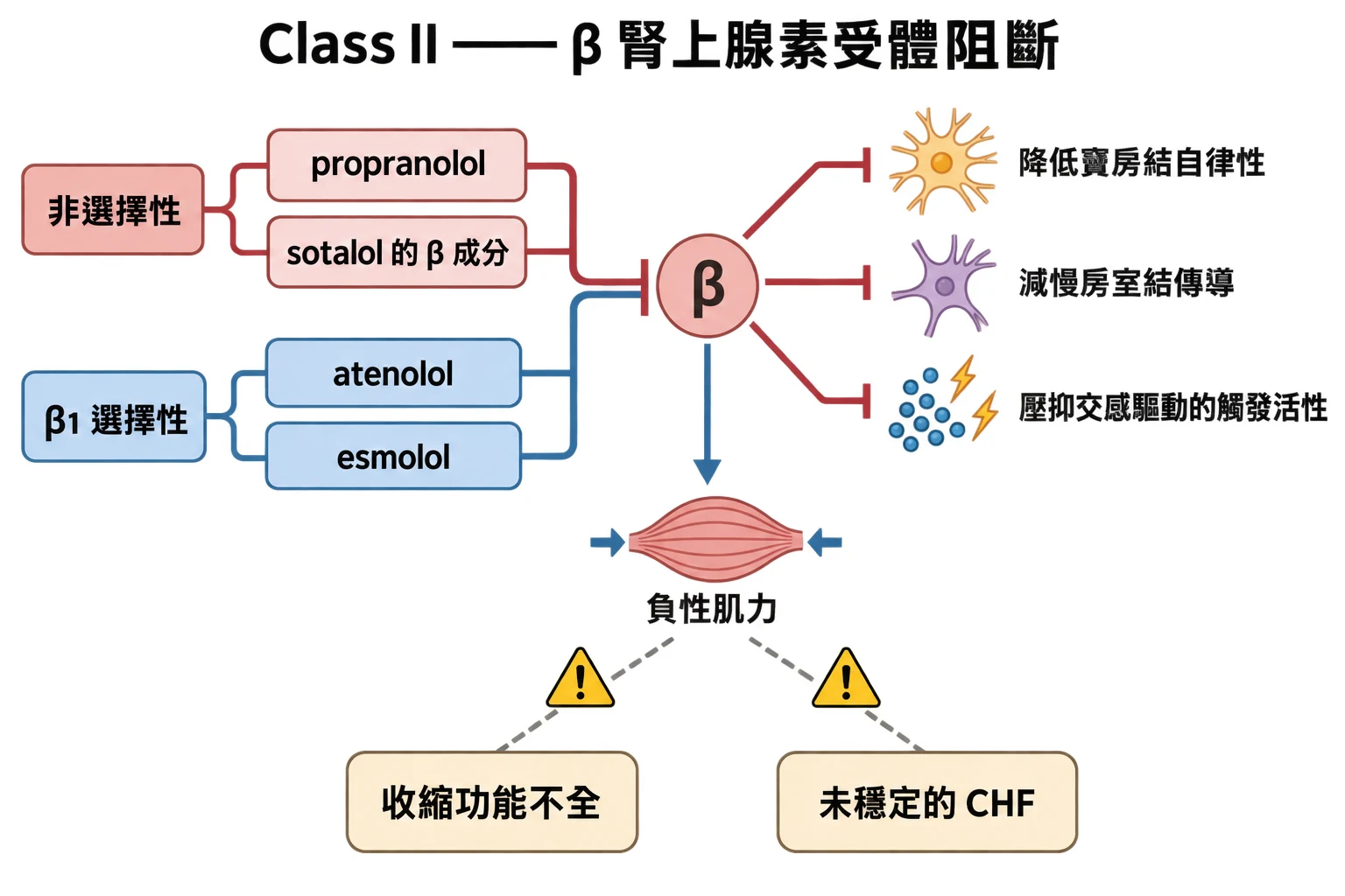 Class II —— β 腎上腺素受體阻斷教學插圖