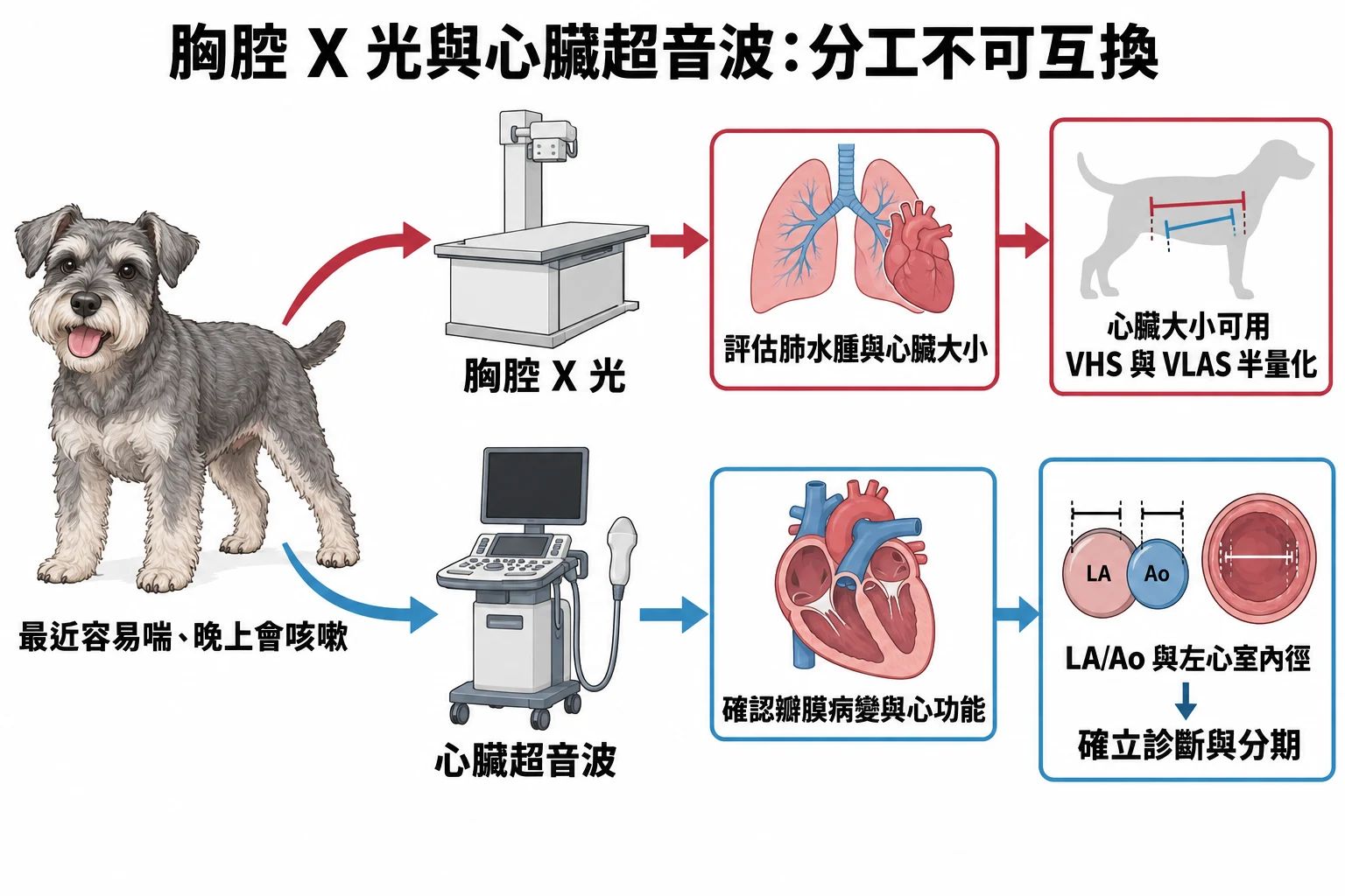 胸腔 X 光與心臟超音波:分工不可互換教學插圖