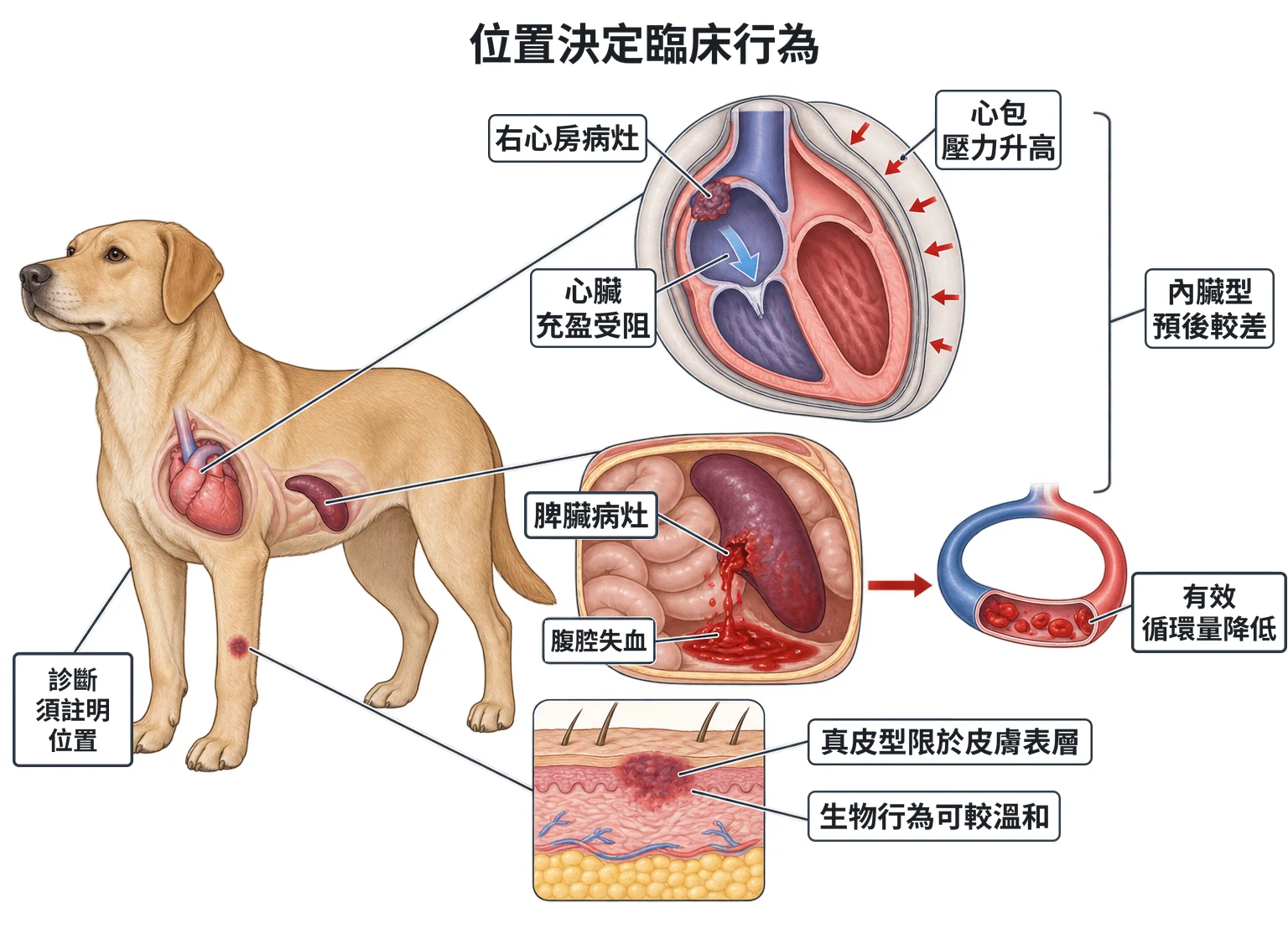 位置決定臨床行為教學插圖