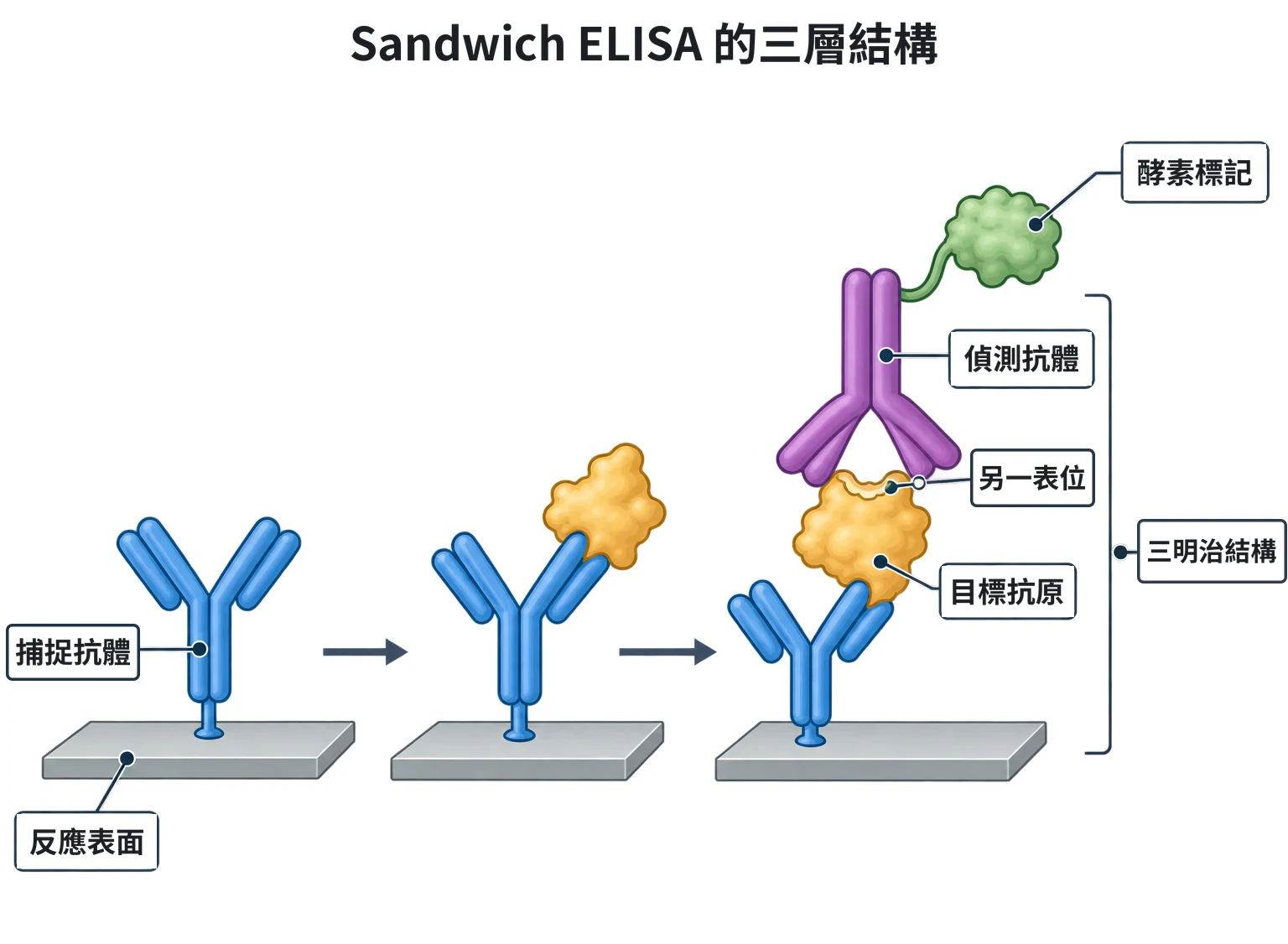 Sandwich ELISA 的三層結構教學插圖