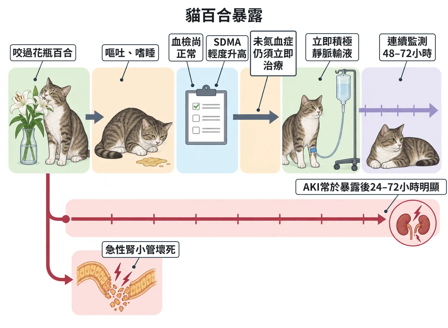 貓百合暴露教學插圖