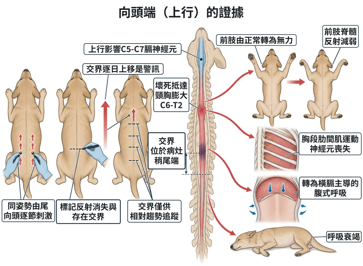 向頭端(上行)的證據教學插圖
