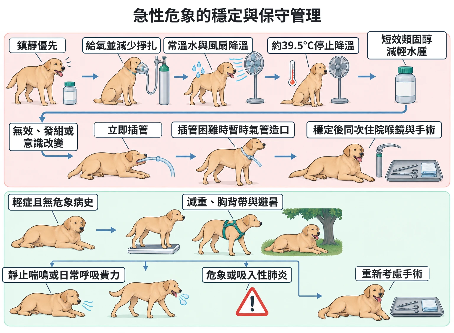 急性危象的穩定與保守管理教學插圖