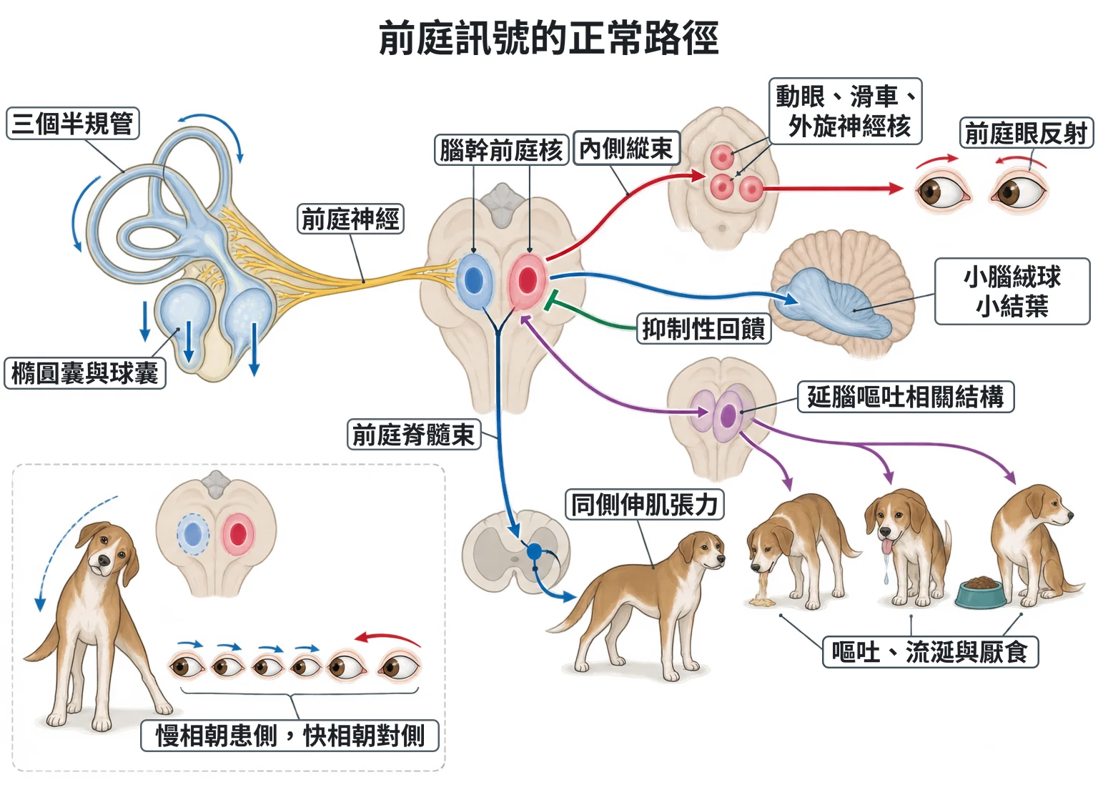 前庭訊號的正常路徑教學插圖