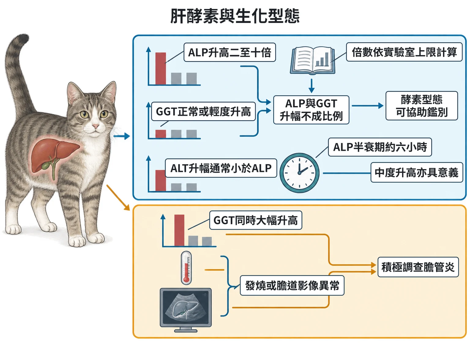 肝酵素與生化型態教學插圖