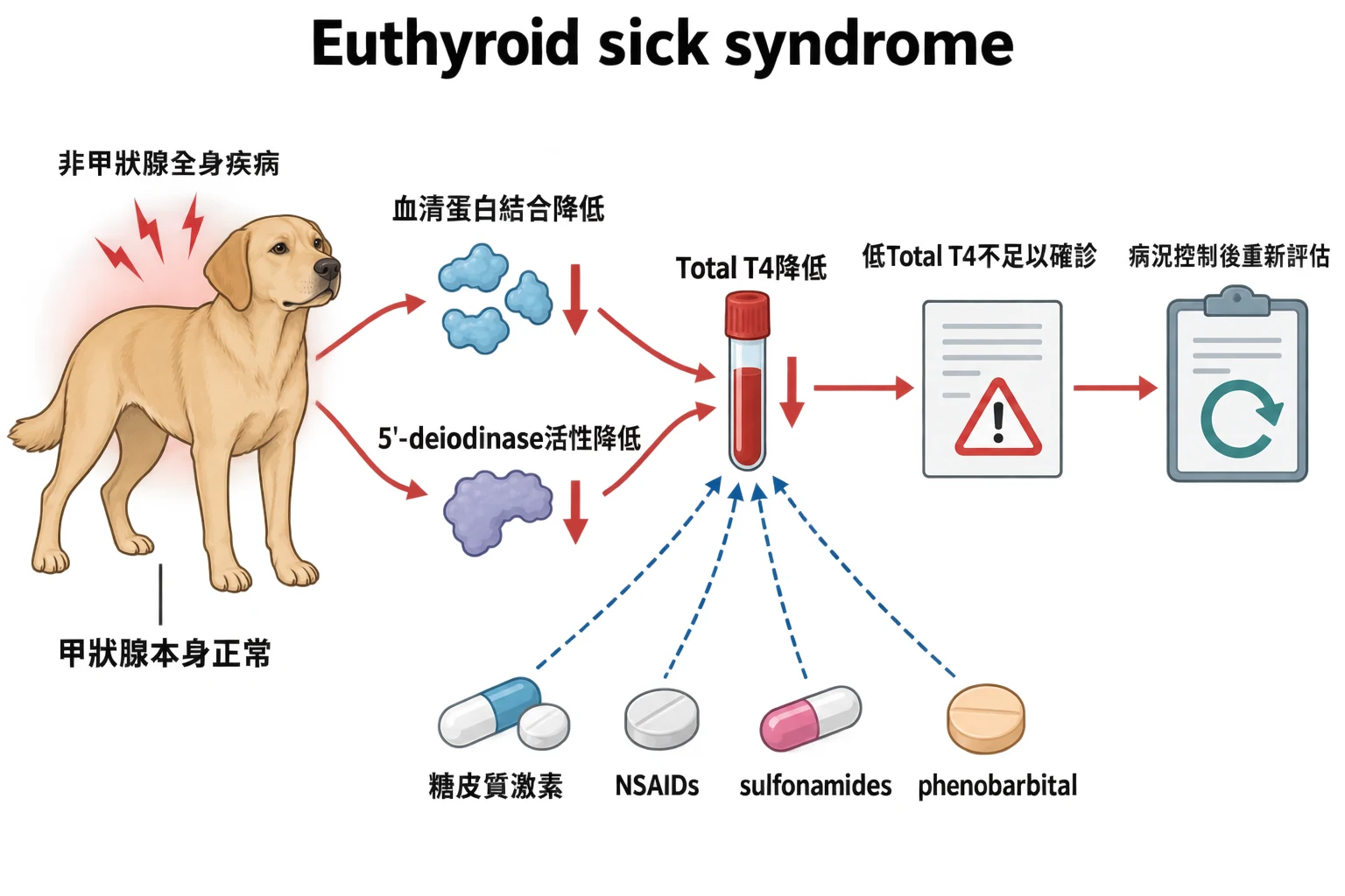 Euthyroid sick syndrome教學插圖