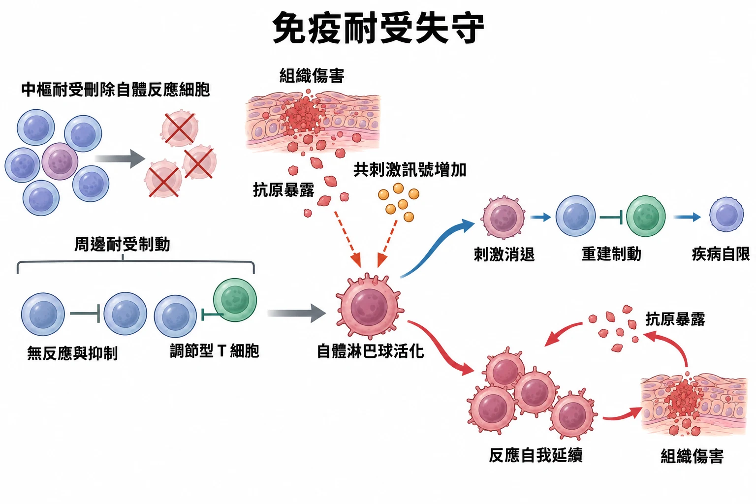 免疫耐受失守教學插圖