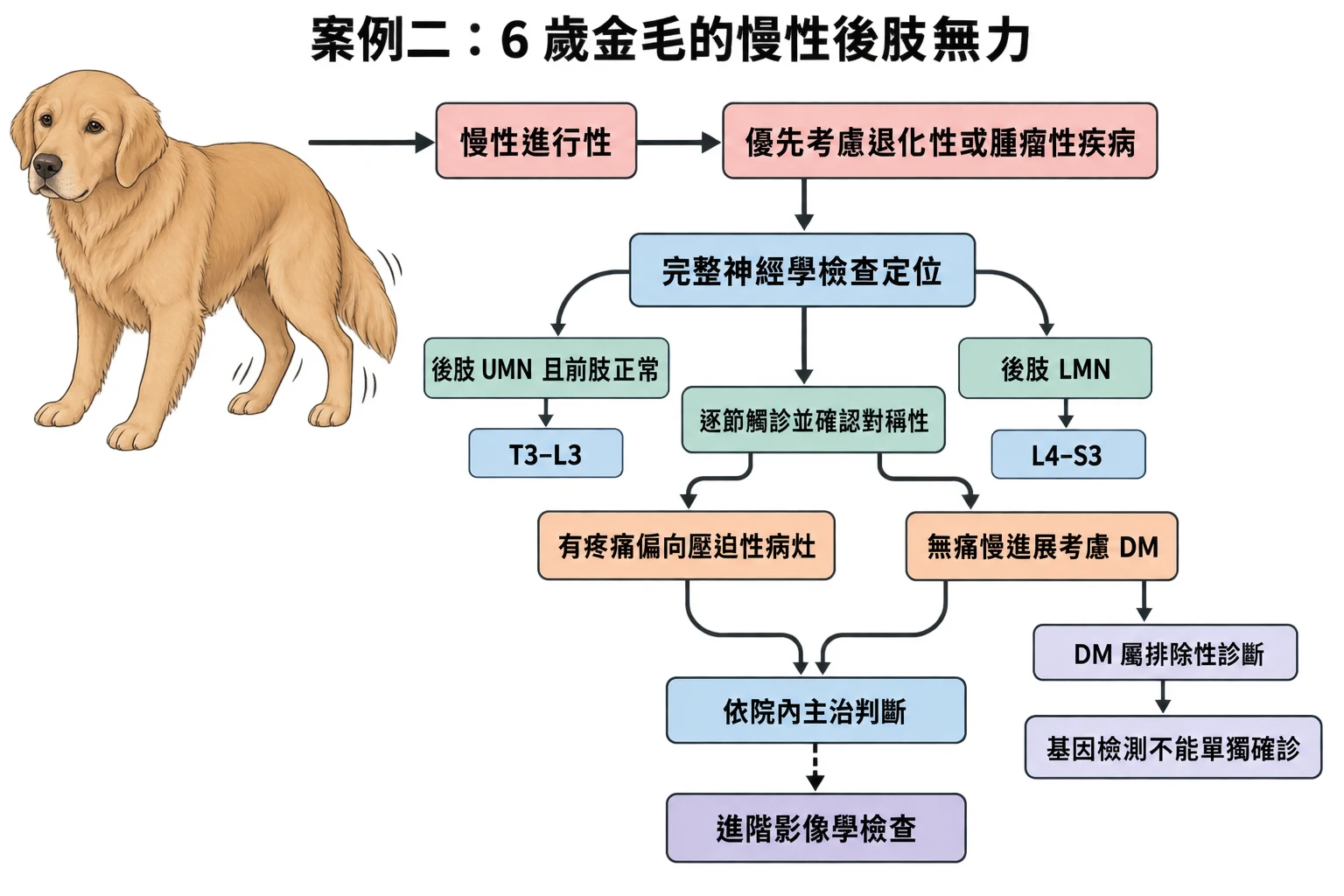 案例二:6 歲金毛的慢性後肢無力教學插圖