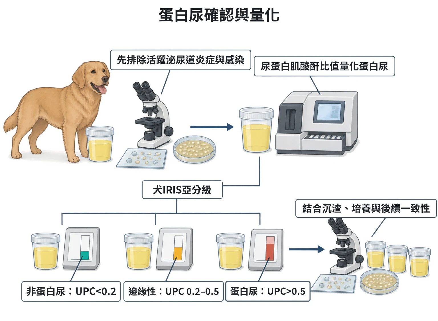 蛋白尿確認與量化教學插圖