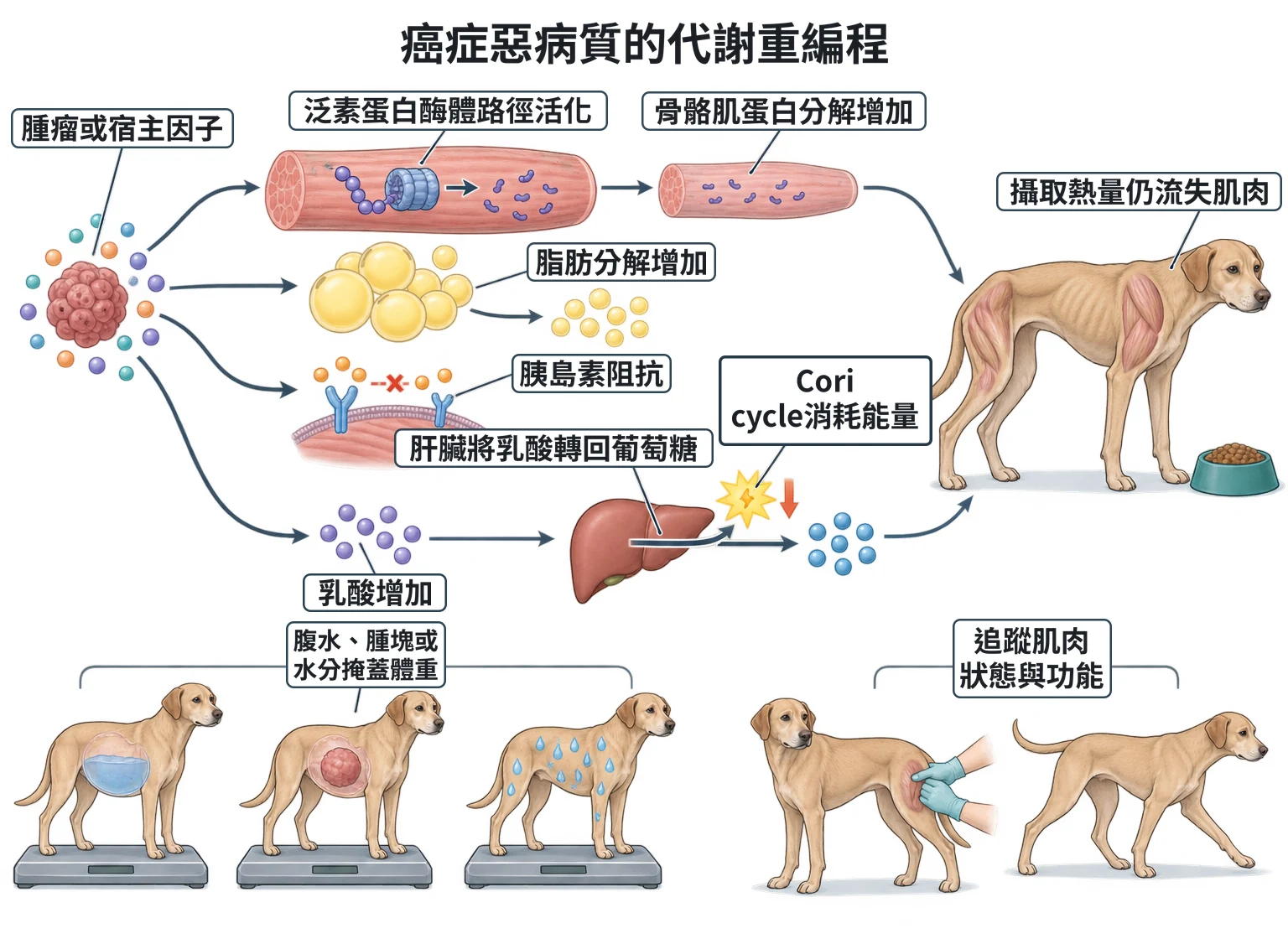 癌症惡病質的代謝重編程教學插圖