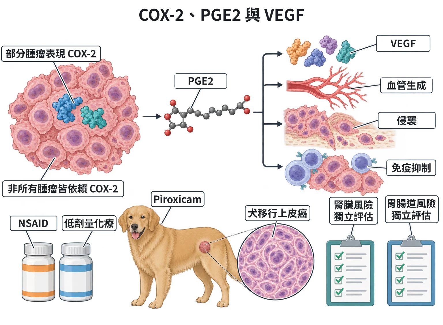 COX-2、PGE2 與 VEGF教學插圖
