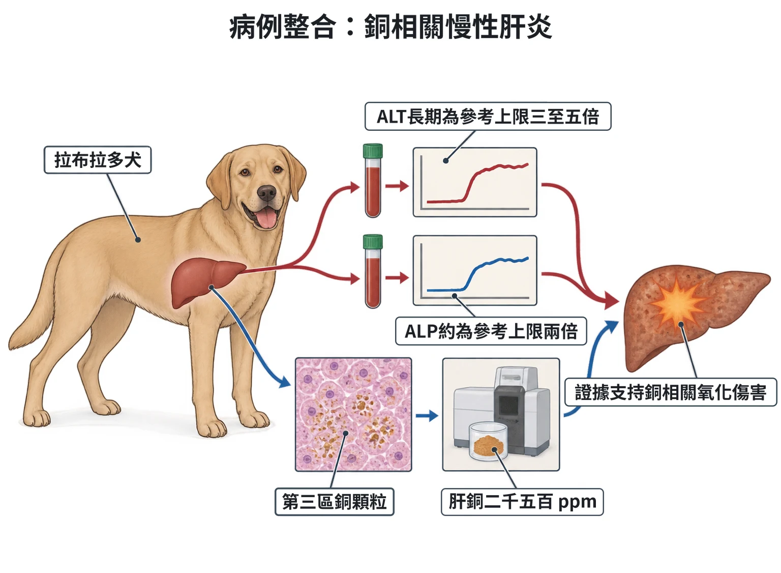 病例整合:銅相關慢性肝炎教學插圖
