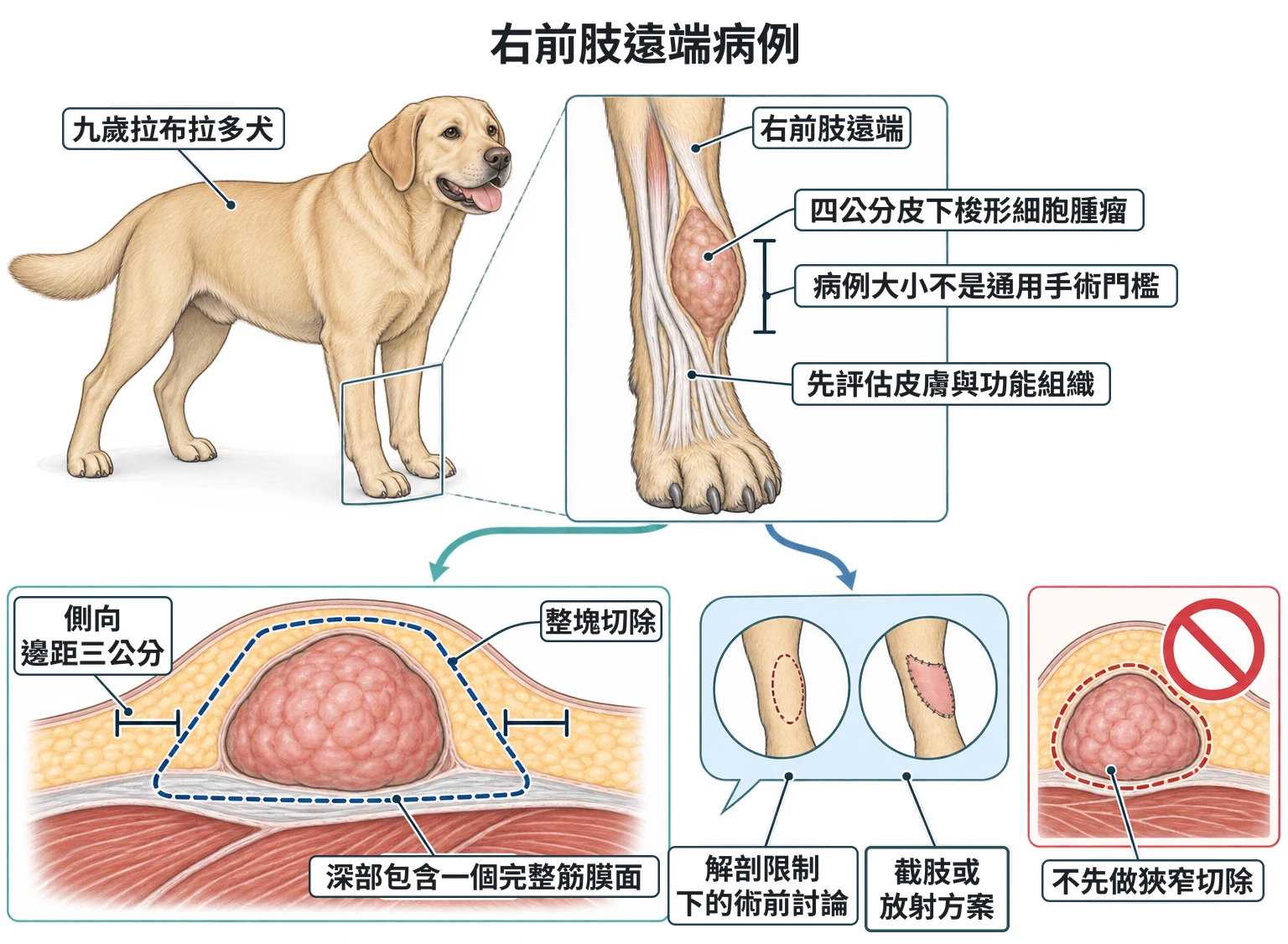 右前肢遠端病例教學插圖