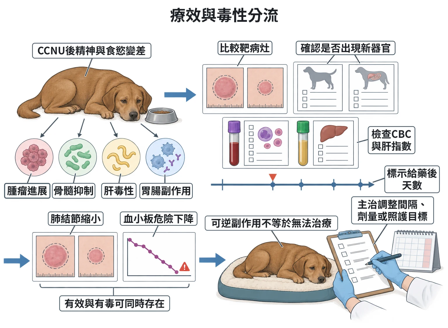 療效與毒性分流教學插圖