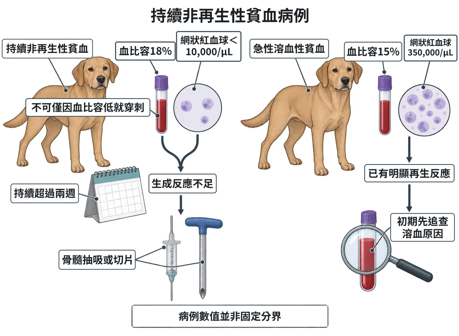 持續非再生性貧血病例教學插圖