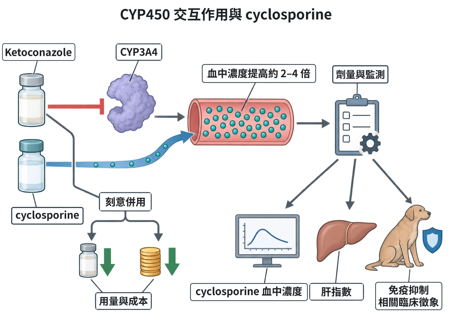 CYP450 交互作用與 cyclosporine教學插圖