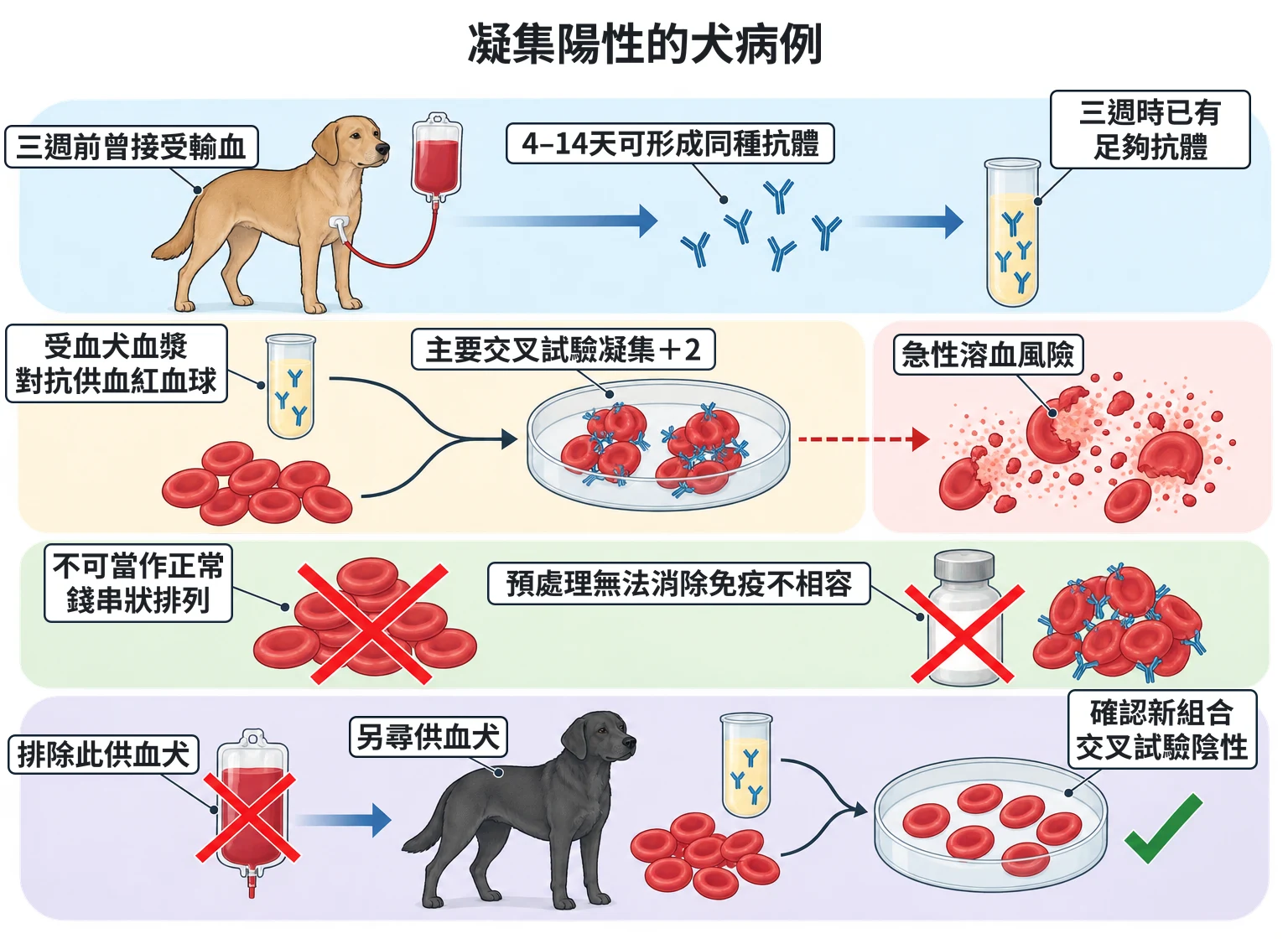 凝集陽性的犬病例教學插圖