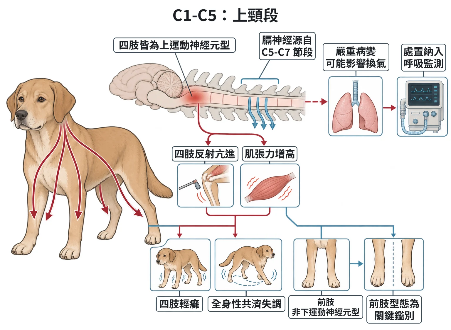 C1-C5:上頸段教學插圖