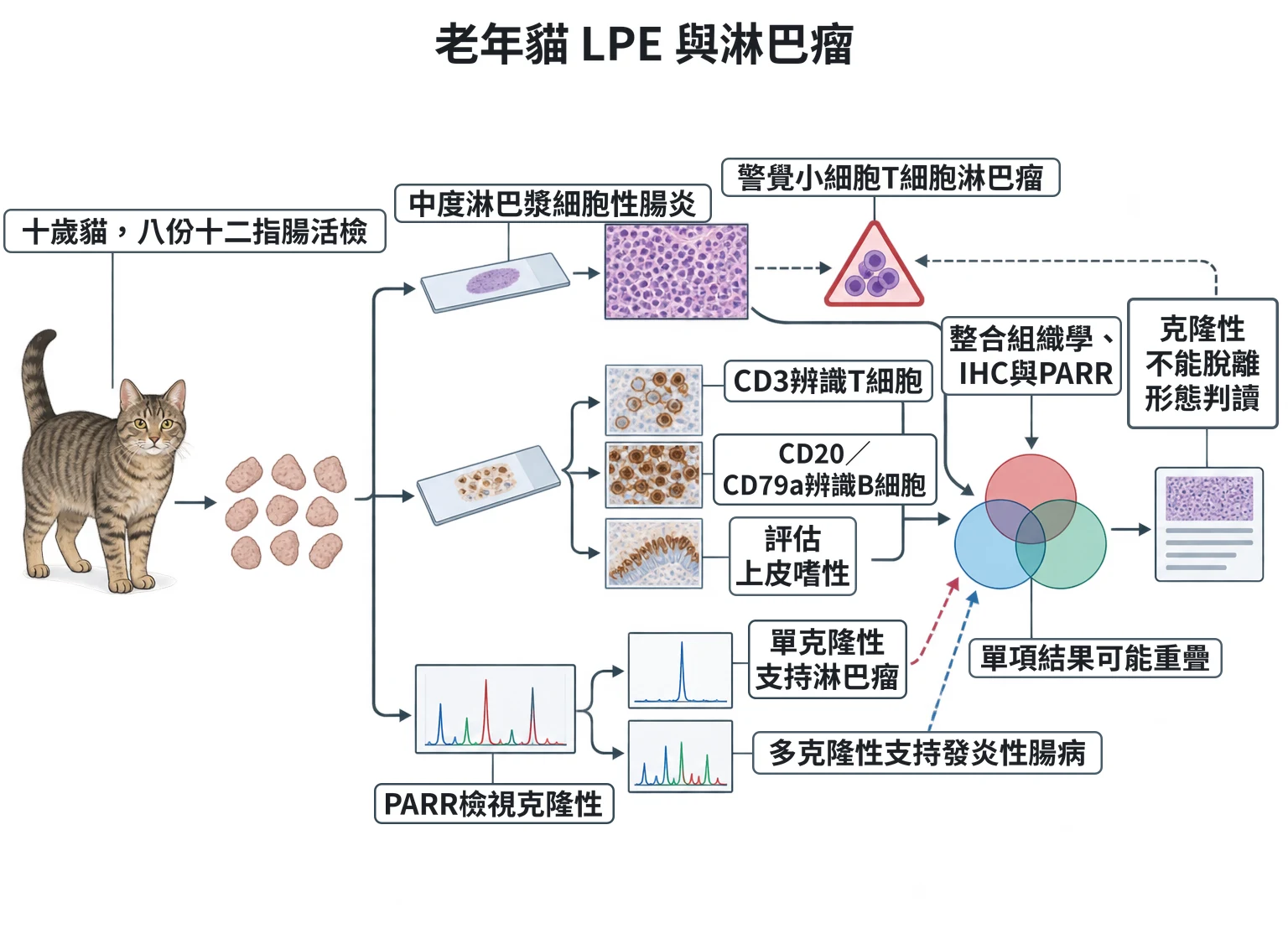 老年貓 LPE 與淋巴瘤教學插圖