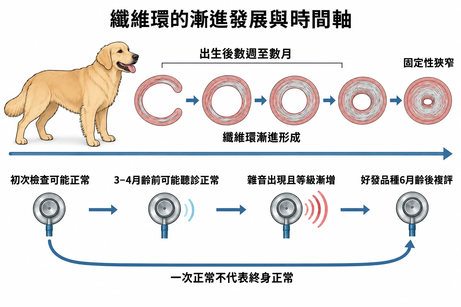 纖維環的漸進發展與時間軸教學插圖