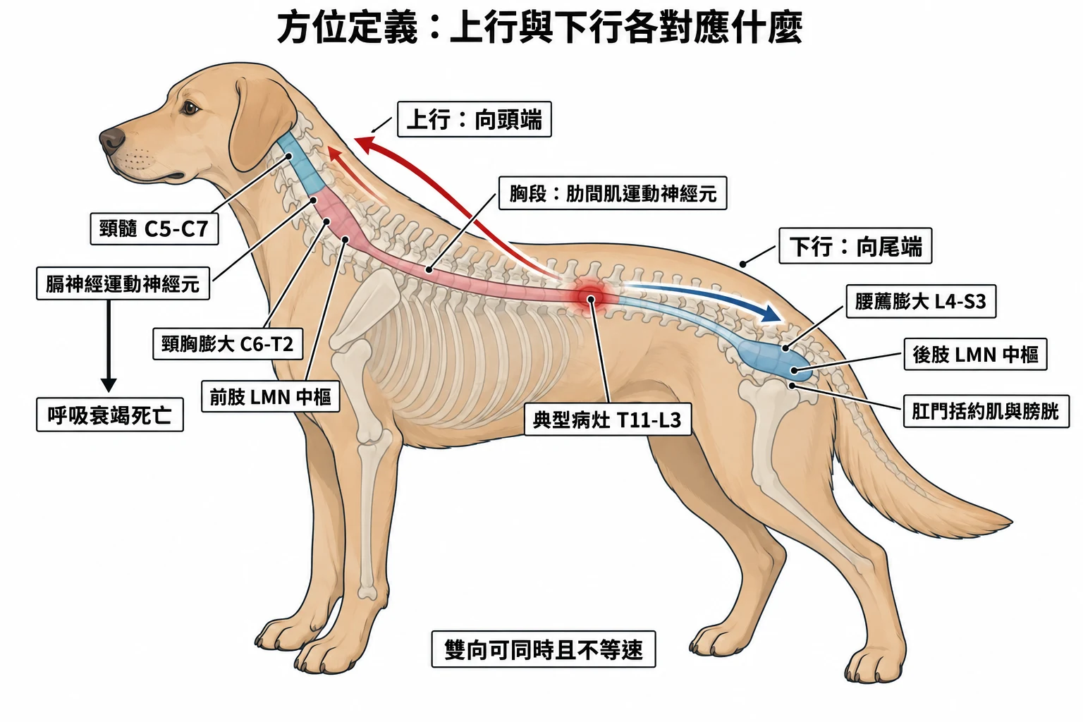 方位定義:上行與下行各對應什麼教學插圖