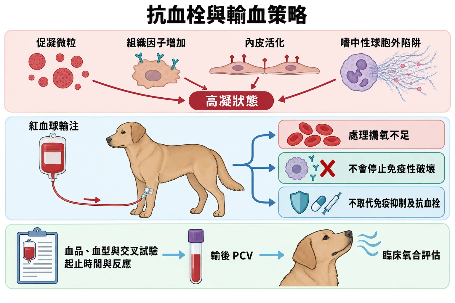 抗血栓與輸血策略教學插圖