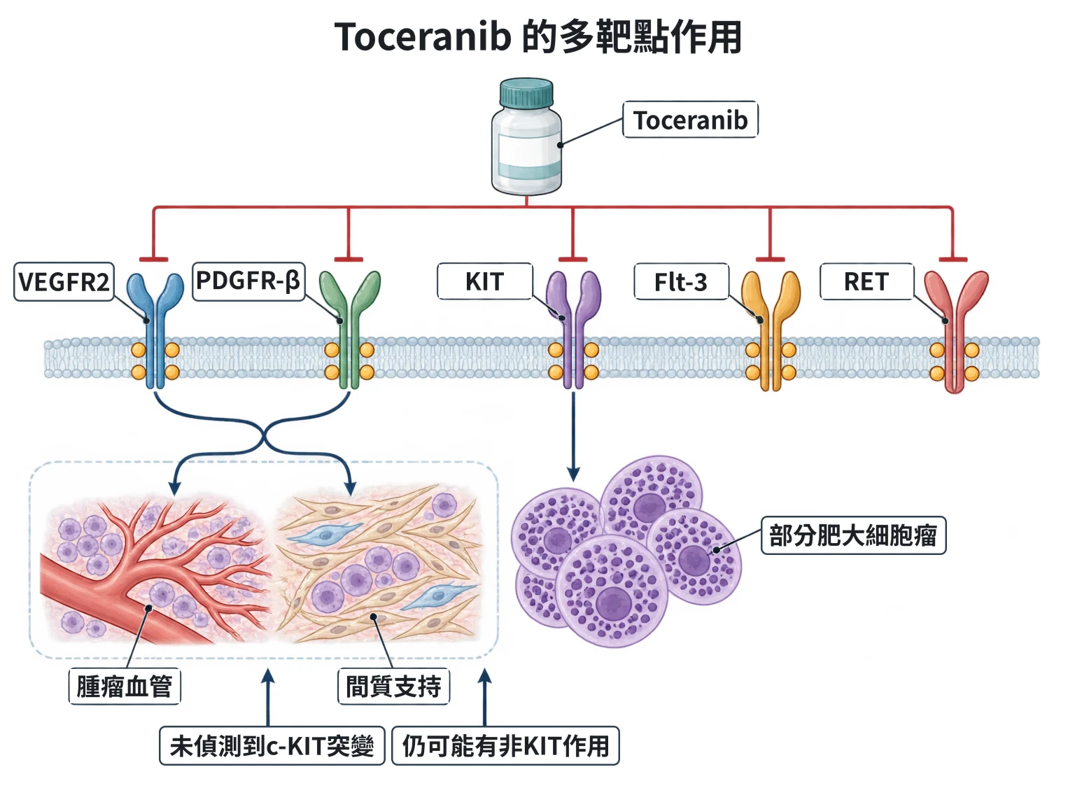 Toceranib 的多靶點作用教學插圖