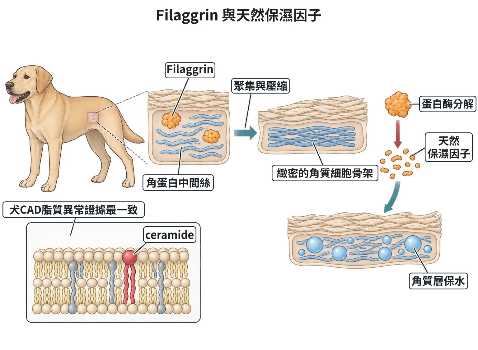 Filaggrin 與天然保濕因子教學插圖