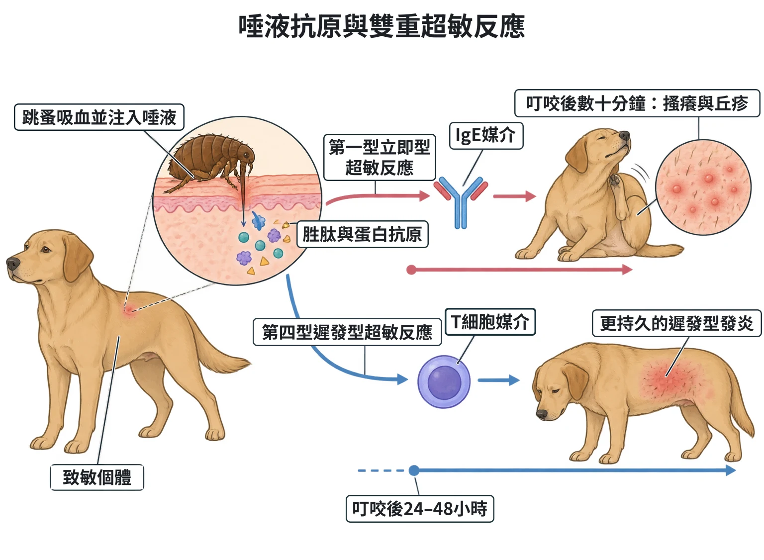 唾液抗原與雙重超敏反應教學插圖