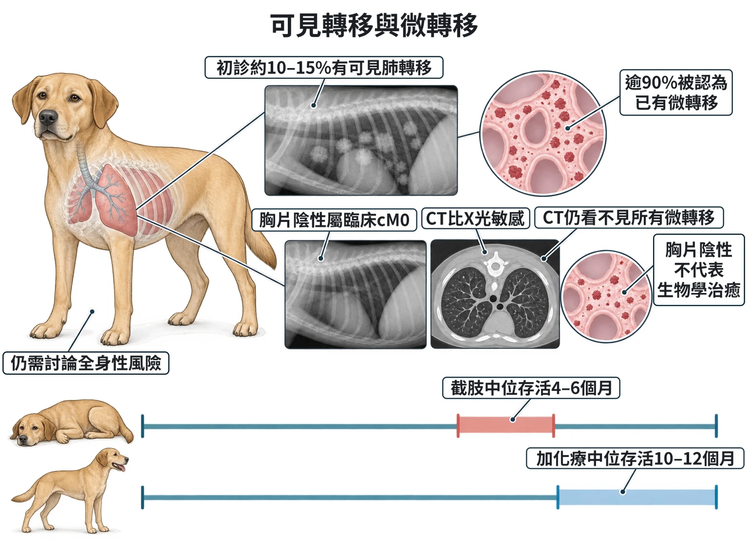可見轉移與微轉移教學插圖