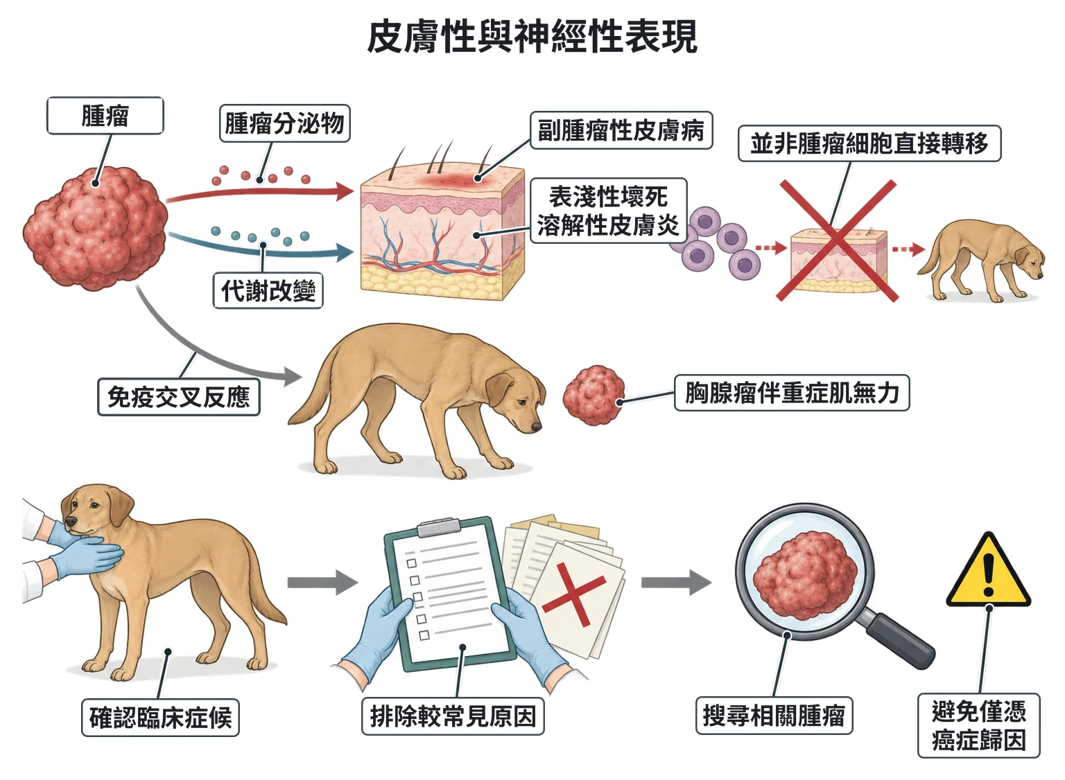 皮膚性與神經性表現教學插圖