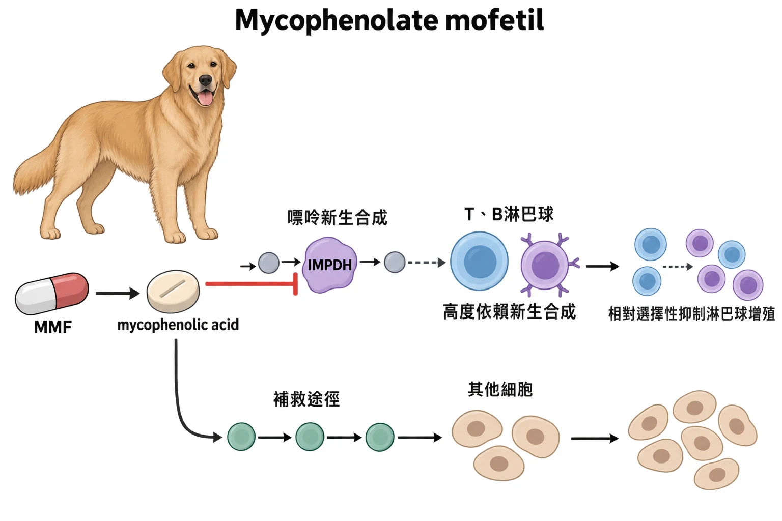 Mycophenolate mofetil教學插圖