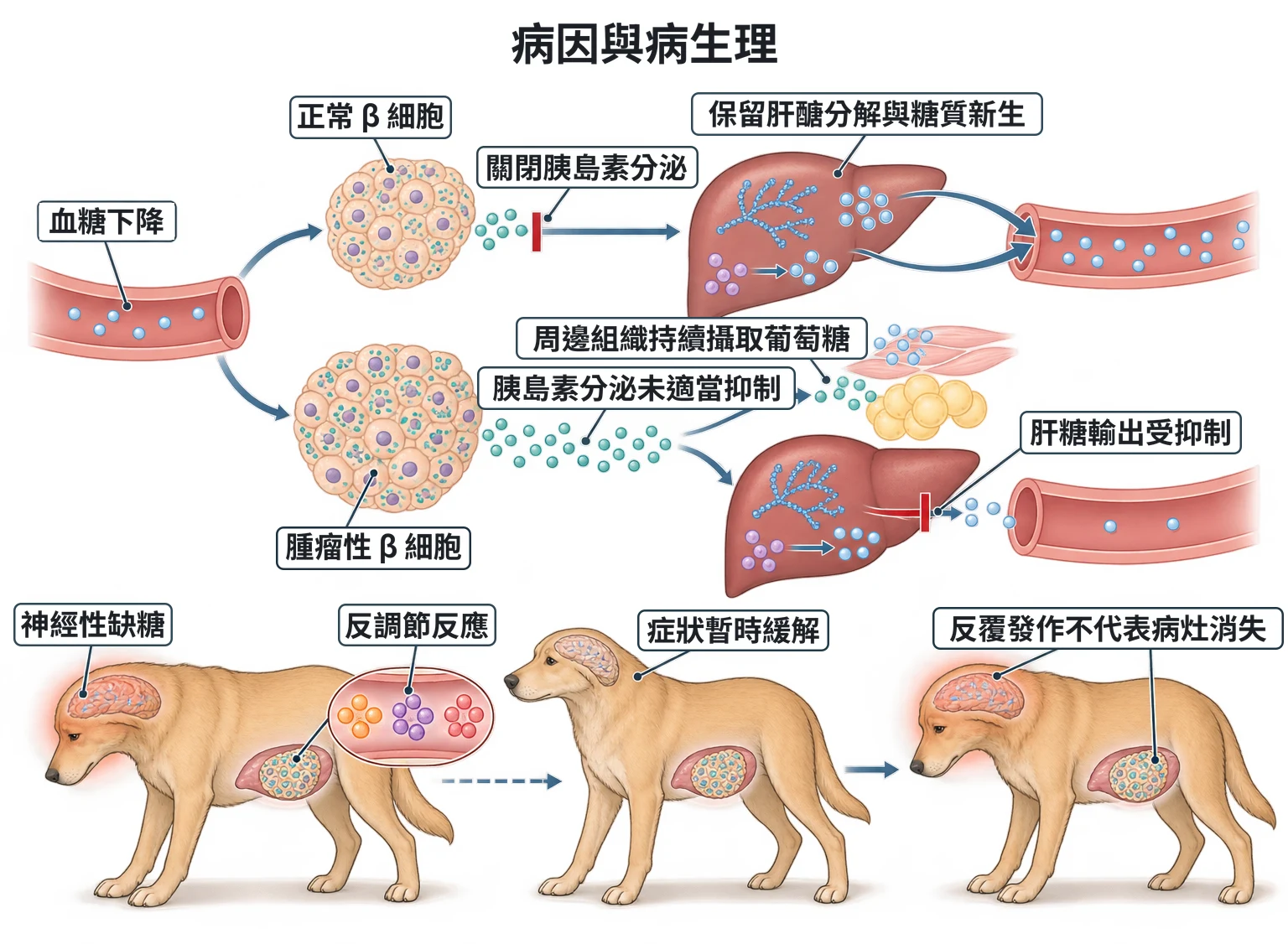 病因與病生理教學插圖