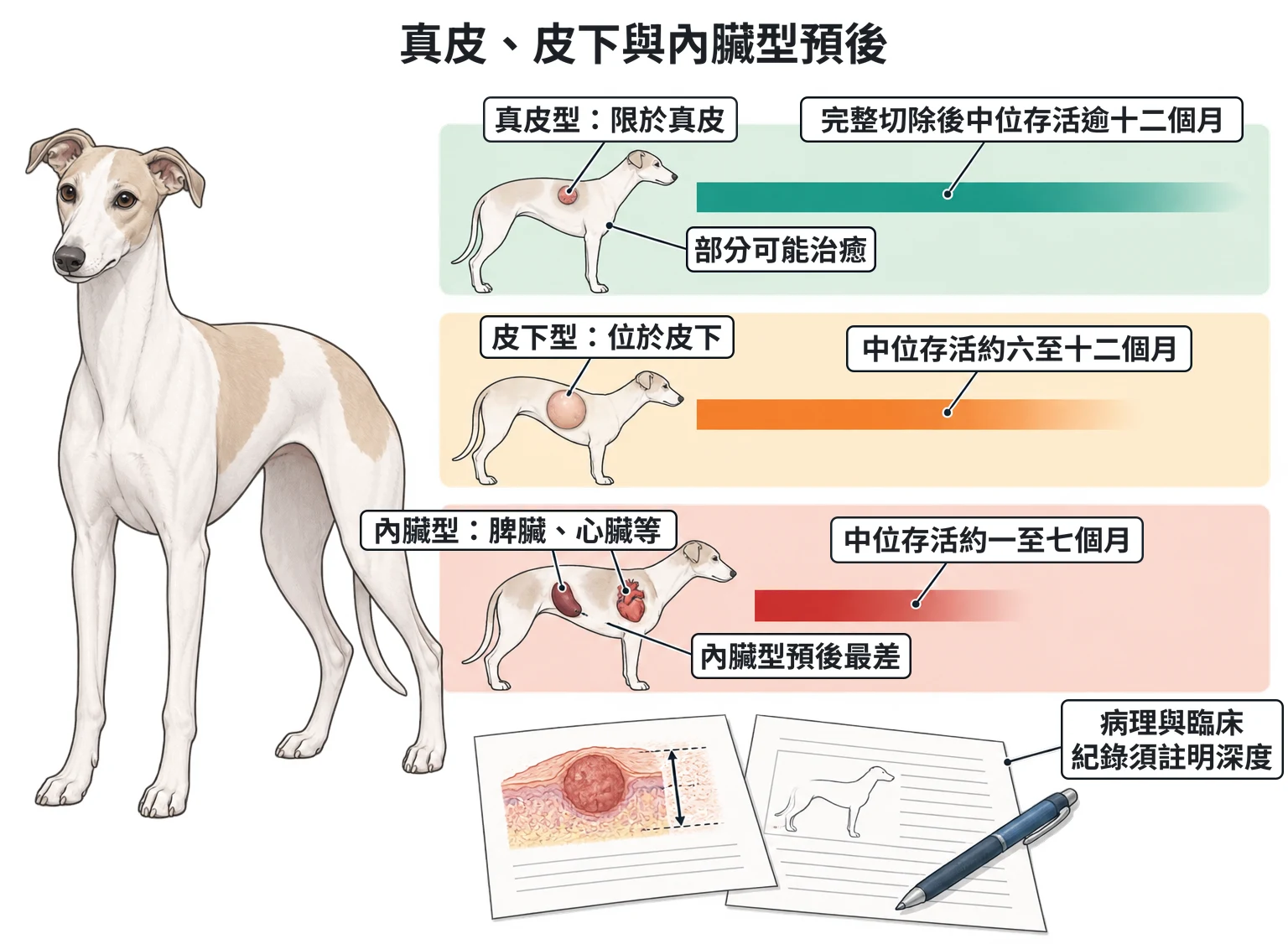 真皮、皮下與內臟型預後教學插圖
