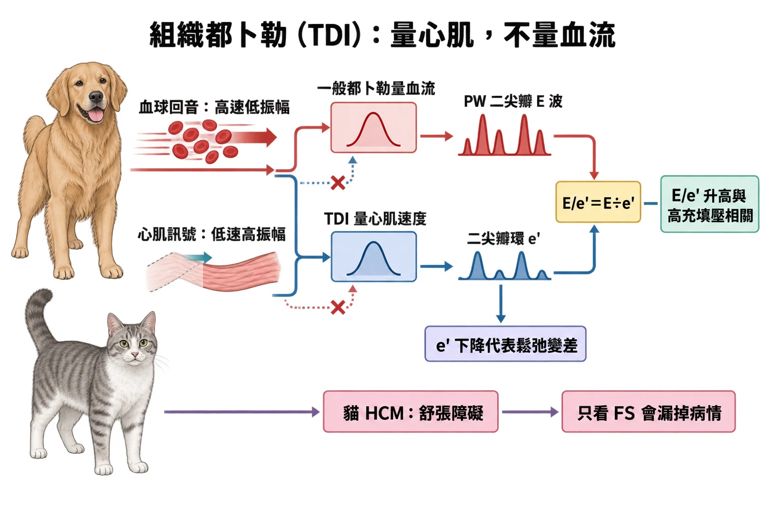 組織都卜勒(TDI):量心肌,不量血流教學插圖