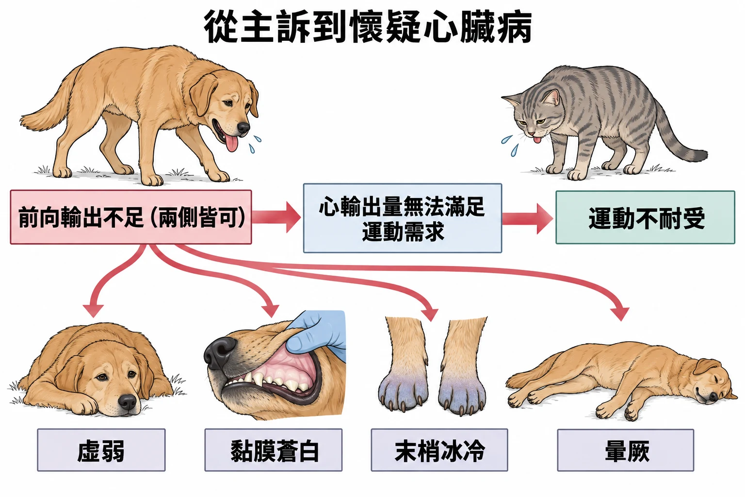 從主訴到懷疑心臟病教學插圖