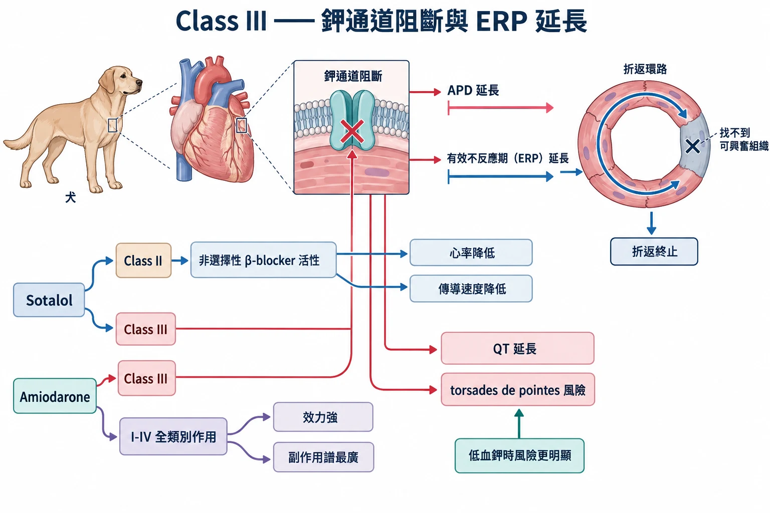 Class III —— 鉀通道阻斷與 ERP 延長教學插圖