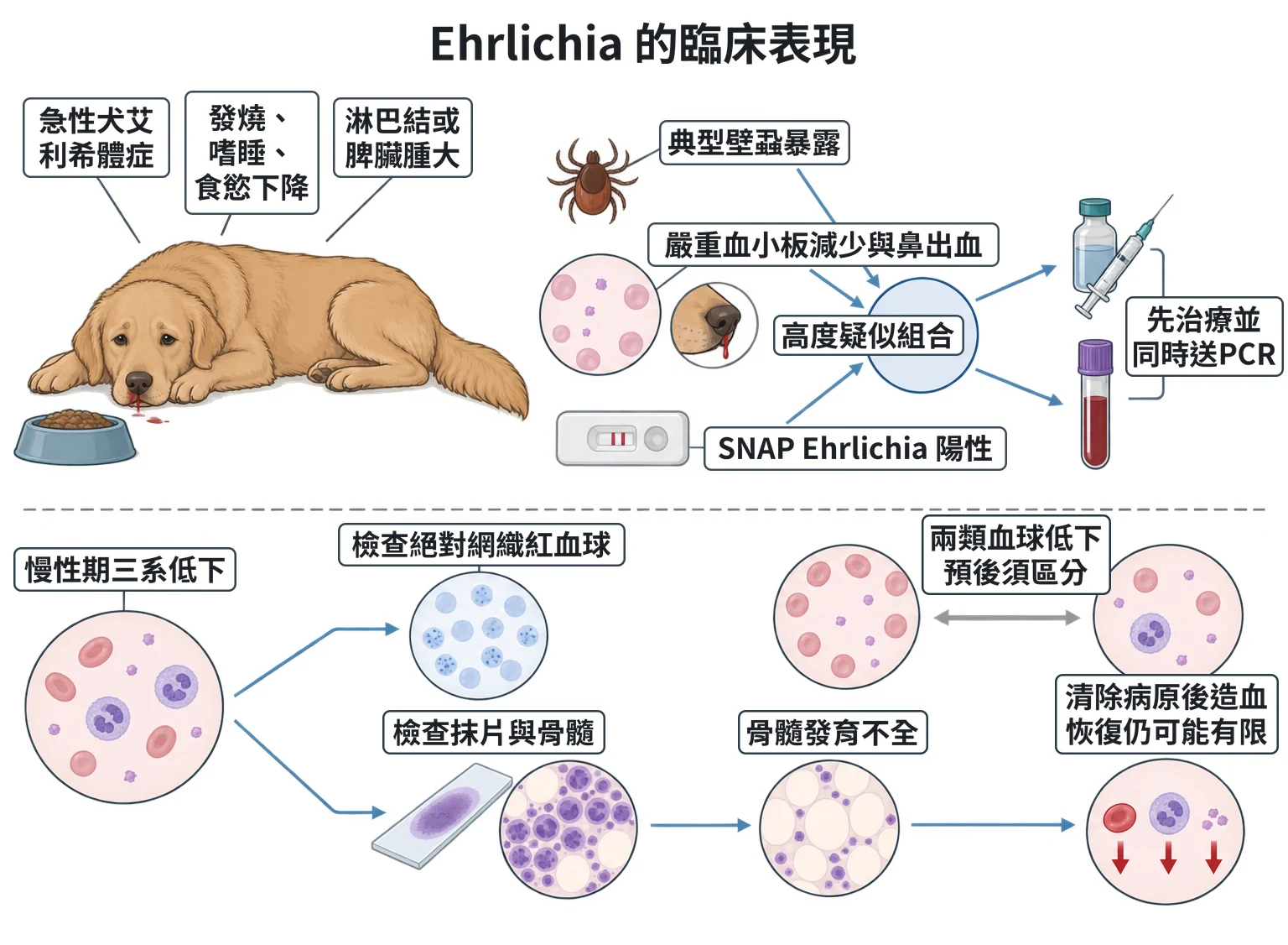 Ehrlichia 的臨床表現教學插圖