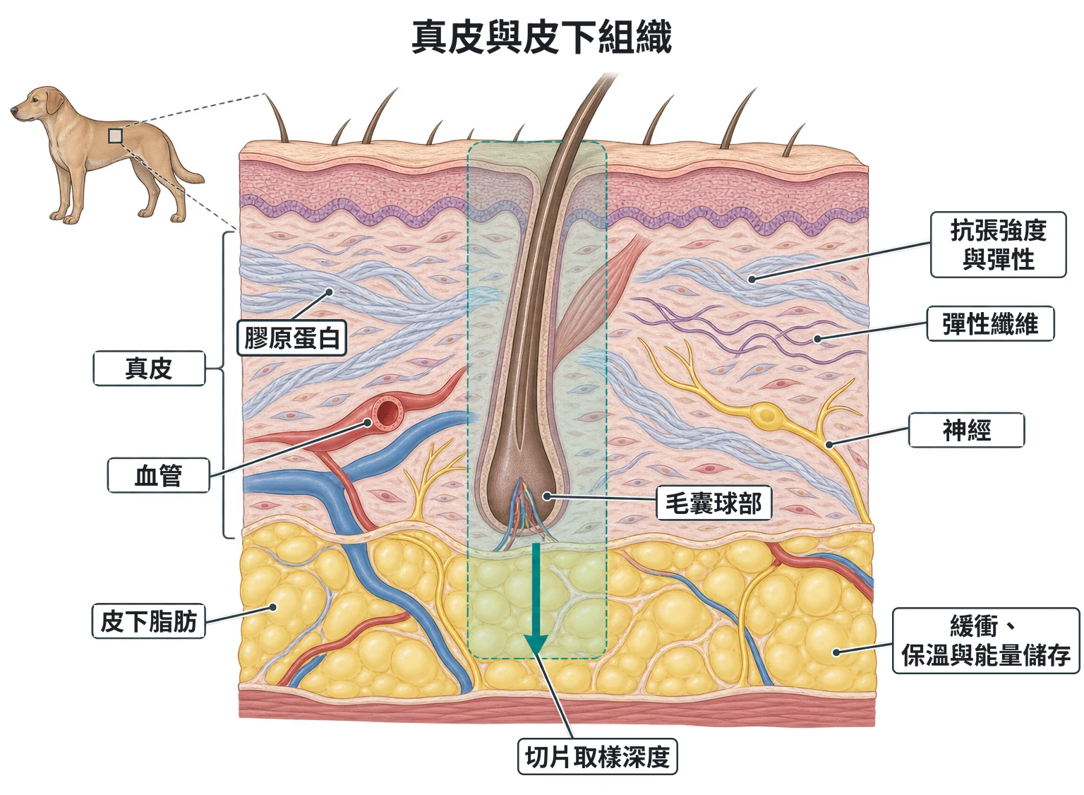 真皮與皮下組織教學插圖