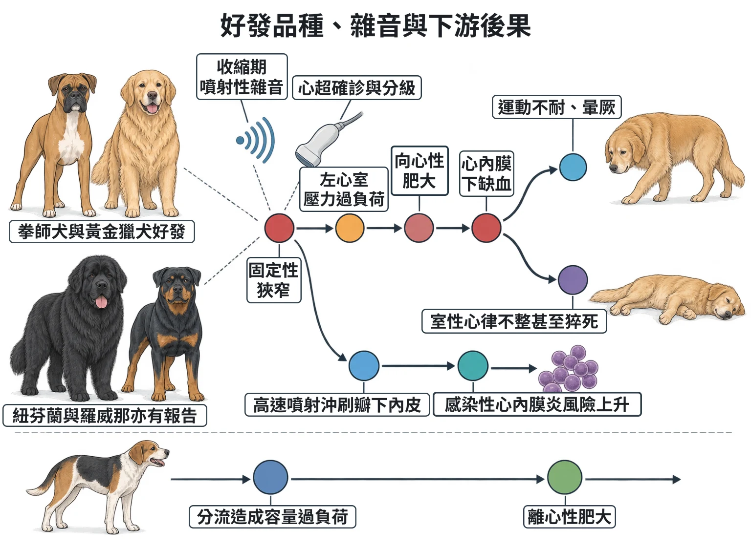 好發品種、雜音與下游後果教學插圖