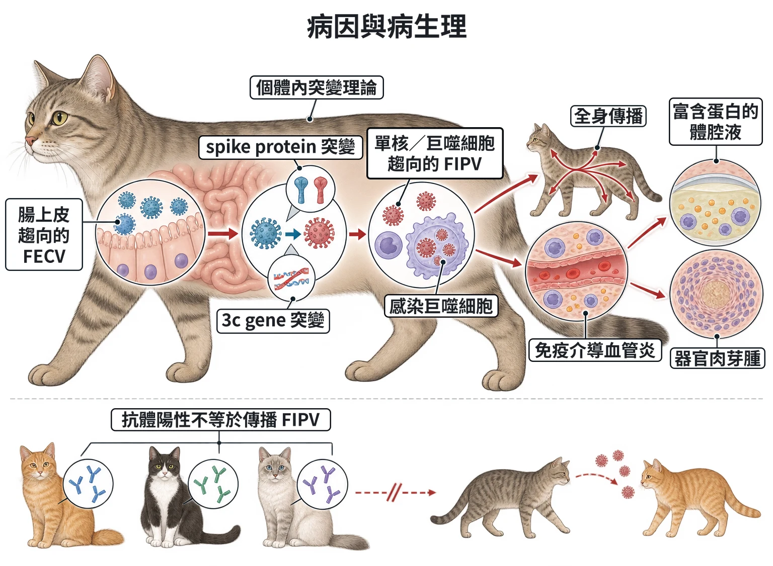 病因與病生理教學插圖