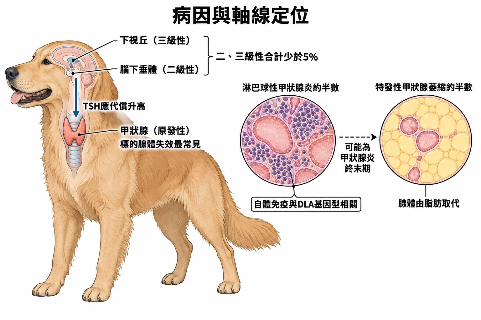 病因與軸線定位教學插圖
