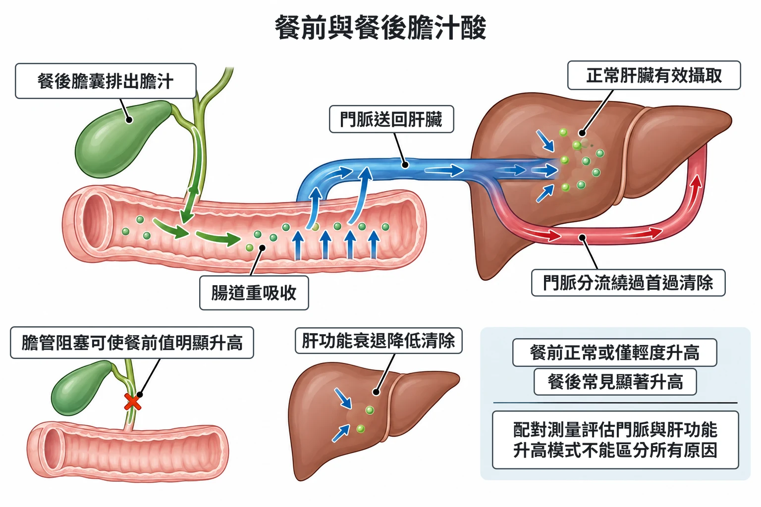 餐前與餐後膽汁酸教學插圖