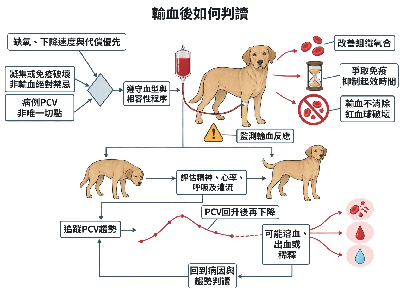 輸血後如何判讀教學插圖