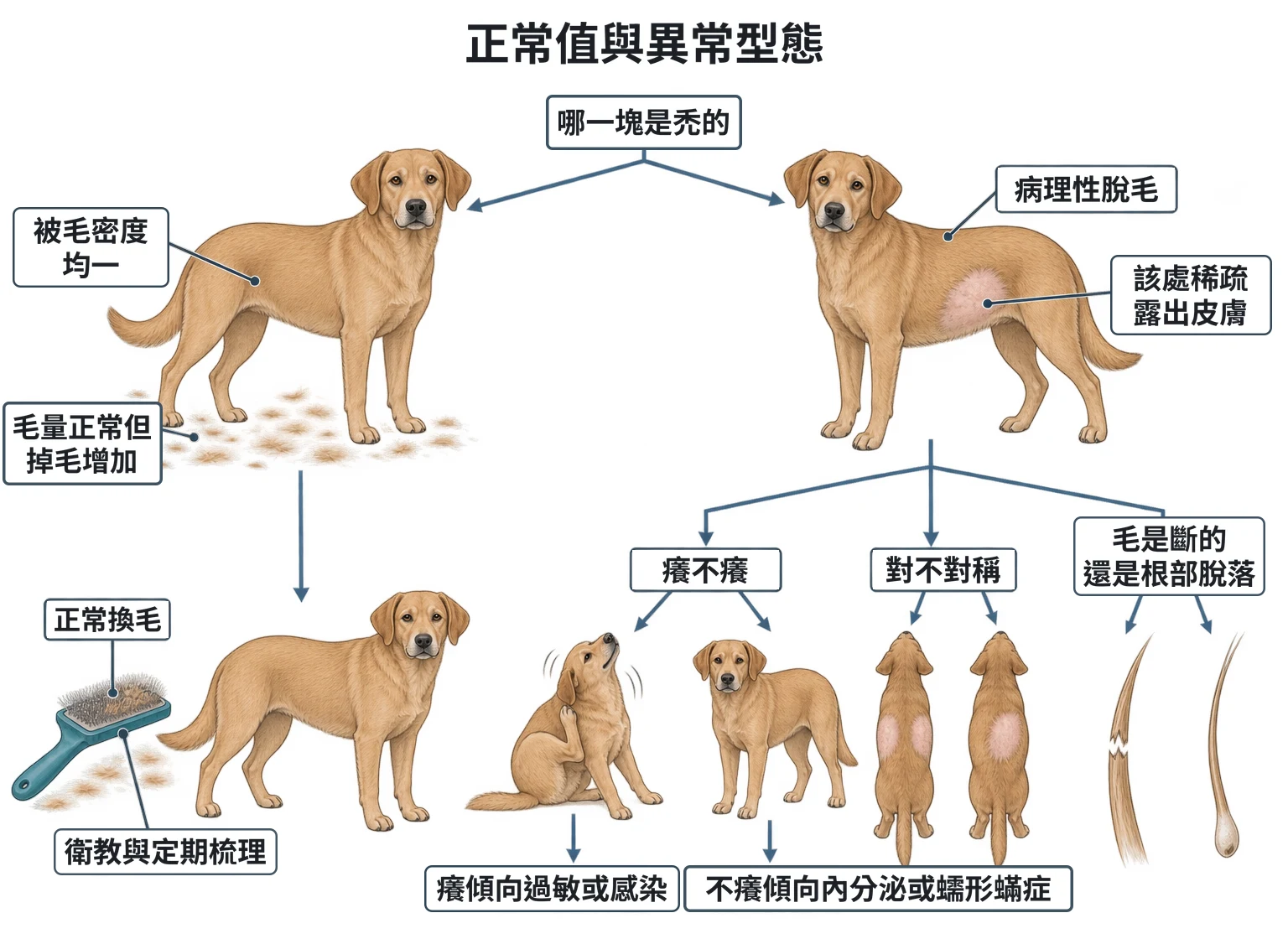 正常值與異常型態教學插圖