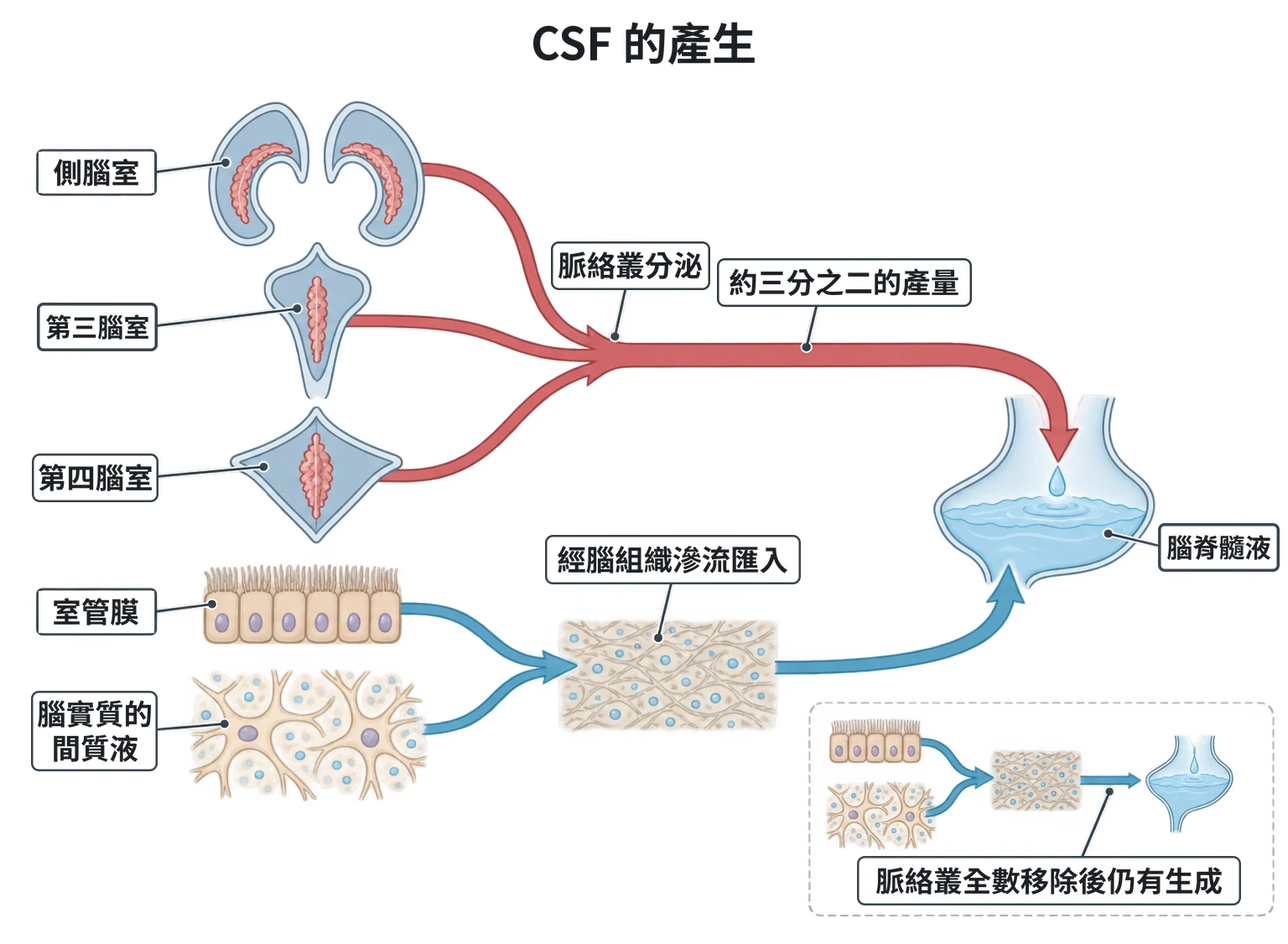 CSF 的產生教學插圖