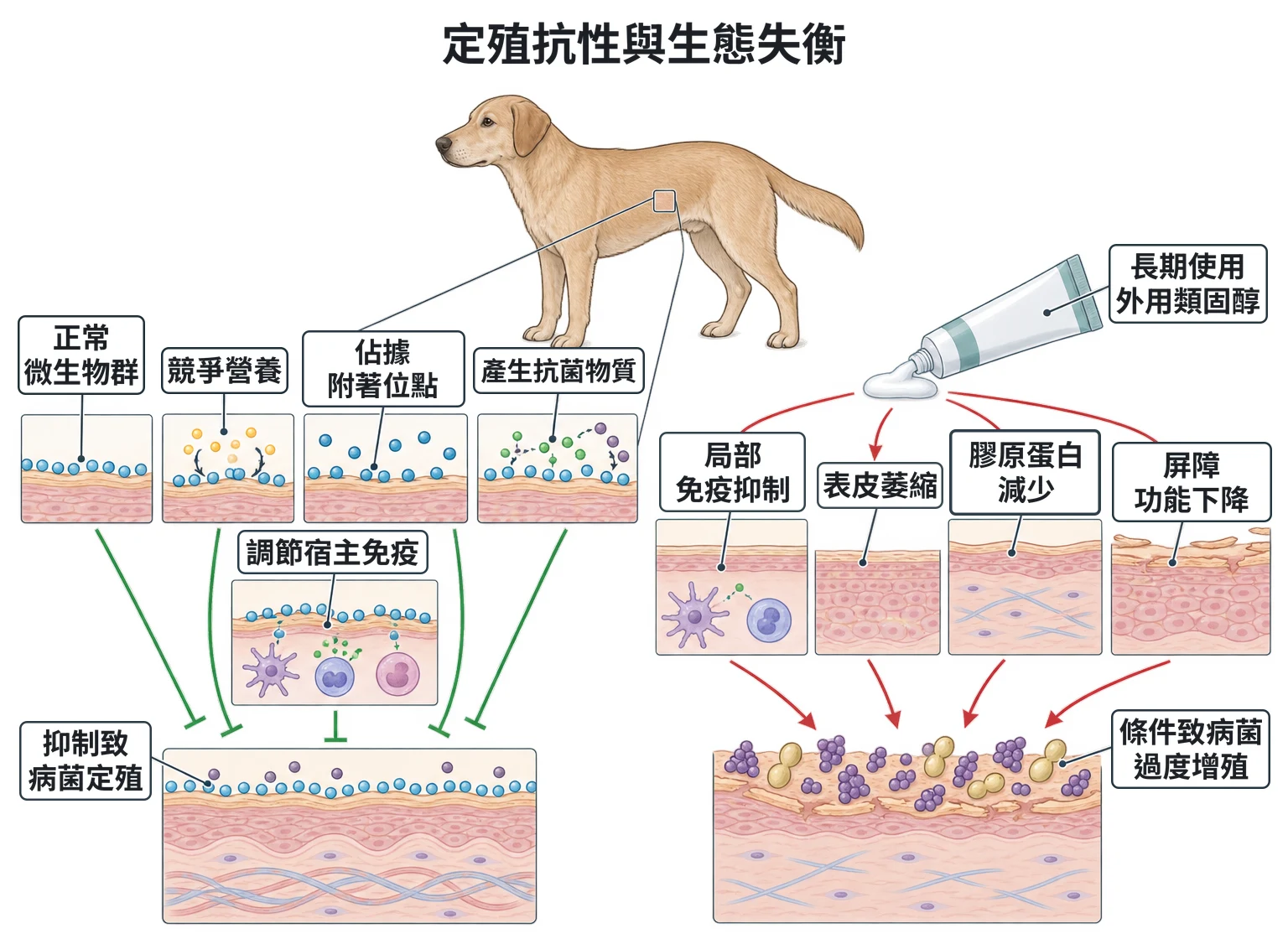 定殖抗性與生態失衡教學插圖