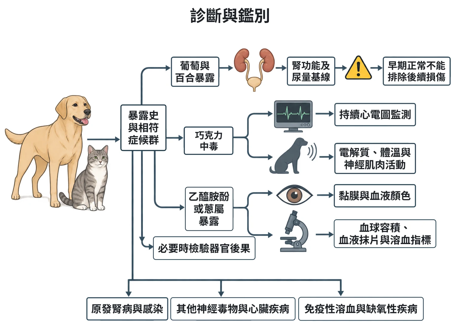 診斷與鑑別教學插圖