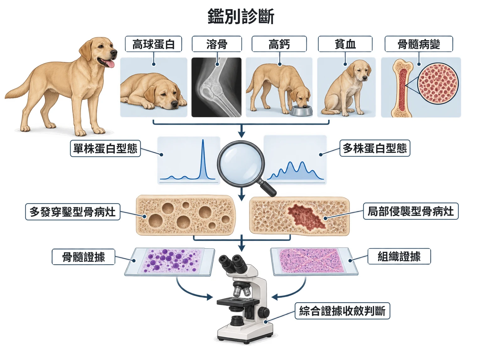 鑑別診斷教學插圖